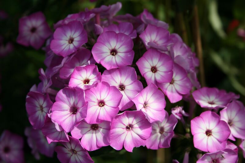 ФЛОКС ФЛЕЙМ ПЕПЛ АЙС (FLAME PURPLE EYES)