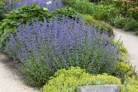 КОТОВНИК ДРОПМОР (NEPETA DROPMORE) Весна