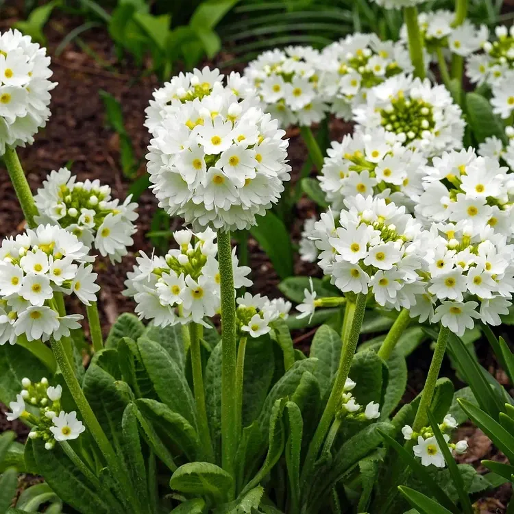 ПРИМУЛА МЕЛКОЗУБЧАТАЯ БЕЛАЯ (DENTICULATA ALBA) Весна