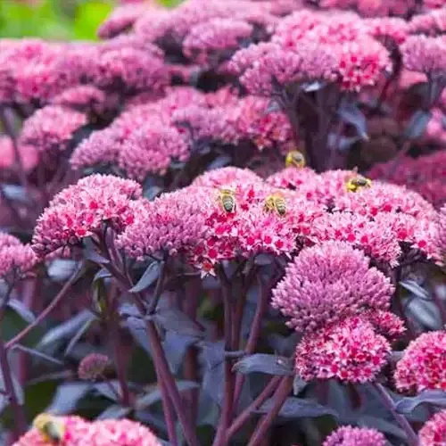 СЕДУМ ДЖОЗИ АУБЕРГАЙН (SEDUM JOSE AUBERGINE) Весна