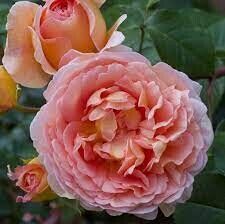 РОЗА АБРАХАМ ДЕРБИ (ABRAHAM DARBY)