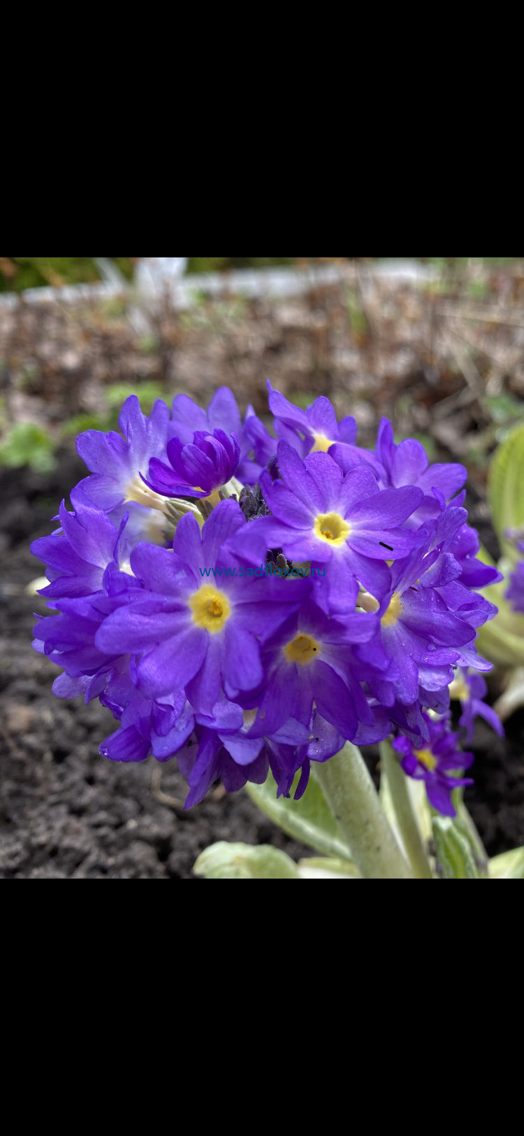 ПРИМУЛА МЕЛКОЗУБЧАТАЯ ЛИЛОВО-СИРЕНЕВАЯ Primula denticulata. Весна