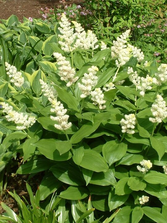 СМИЛАЦИНА КИСТЕВИДНАЯ (SMILACINA RACEMOSA) Осень