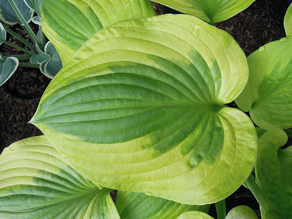 Summer Breeze, Hosta